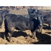 Image 7 : Eric Tarrant - 718# Heifers - 66 Head (Claresholm, AB)