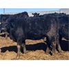 Image 9 : Eric Tarrant - 718# Heifers - 66 Head (Claresholm, AB)