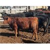 Image 12 : Fridlington Family - 695# Heifers - 260 Head (Kersley, BC)