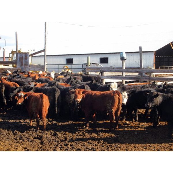 Fridlington Family - 695# Heifers - 260 Head (Kersley, BC)