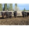 Image 3 : Fridlington Family - 695# Heifers - 260 Head (Kersley, BC)