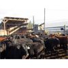 Image 4 : Fridlington Family - 695# Heifers - 260 Head (Kersley, BC)