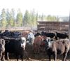 Image 5 : Fridlington Family - 695# Heifers - 260 Head (Kersley, BC)
