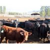 Image 6 : Fridlington Family - 695# Heifers - 260 Head (Kersley, BC)