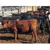 Image 7 : Fridlington Family - 695# Heifers - 260 Head (Kersley, BC)