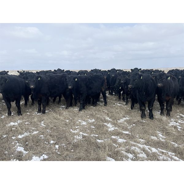 Ed Curry Ranching Ltd. - 660# Steers - 188 Head (Big Stone, AB)