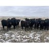 Image 5 : Ed Curry Ranching Ltd. - 660# Steers - 188 Head (Big Stone, AB)