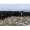 Image 6 : Ed Curry Ranching Ltd. - 660# Steers - 188 Head (Big Stone, AB)