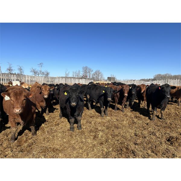 Rice Farms - 975# Steers - 290 Head (Lacombe, AB)