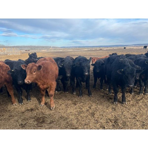 Maverick Livestock - 630# Steers - 100 Head (Hines Creek, AB)