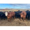 Image 3 : Maverick Livestock - 630# Steers - 100 Head (Hines Creek, AB)