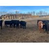 Image 4 : Maverick Livestock - 630# Steers - 100 Head (Hines Creek, AB)