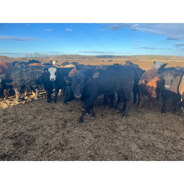 Maverick Livestock - 600# Heifers - 190 Head (Hines Creek, AB)