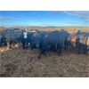 Image 1 : Maverick Livestock - 600# Heifers - 190 Head (Hines Creek, AB)