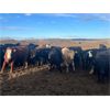 Image 2 : Maverick Livestock - 600# Heifers - 190 Head (Hines Creek, AB)