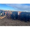 Image 3 : Maverick Livestock - 600# Heifers - 190 Head (Hines Creek, AB)