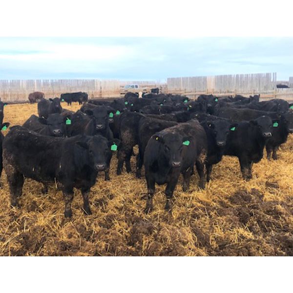 Van Hall Cattle Company Ltd. - 945# Steers - 250 Head (Scandia, AB)