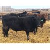 Image 3 : Van Hall Cattle Company Ltd. - 945# Steers - 250 Head (Scandia, AB)