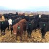 Image 5 : Van Hall Cattle Company Ltd. - 945# Steers - 250 Head (Scandia, AB)
