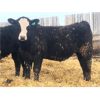Image 8 : Van Hall Cattle Company Ltd. - 945# Steers - 250 Head (Scandia, AB)