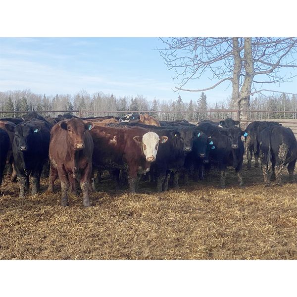 Jason Szymanek - 850# Steers - 72 Head (Stauffer, AB)