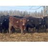 Image 2 : Jason Szymanek - 850# Steers - 72 Head (Stauffer, AB)