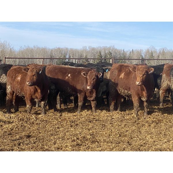 Jason Szymanek - 750# Steers - 82 Head (Stauffer, AB)