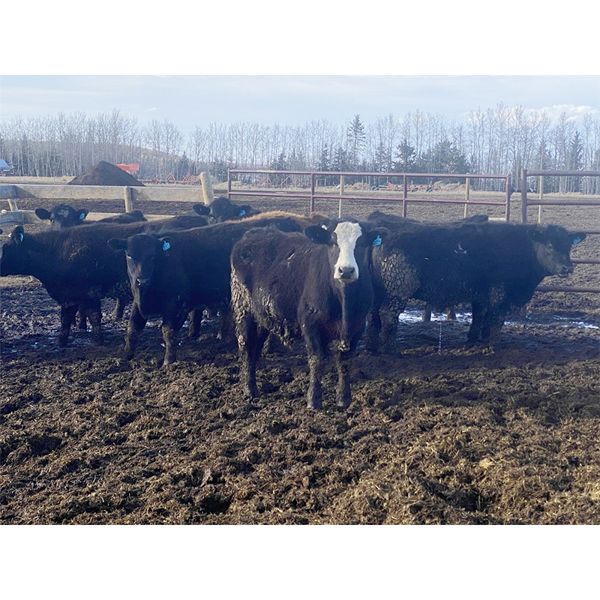 Jason Szymanek - 630# Steers - 45 Head (Stauffer, AB)