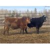 Image 6 : Jason Szymanek - 630# Steers - 45 Head (Stauffer, AB)