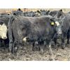 Image 10 : East Hilltop Holdings - 840# Replacement Heifers - 40 Head (Carstairs, AB)
