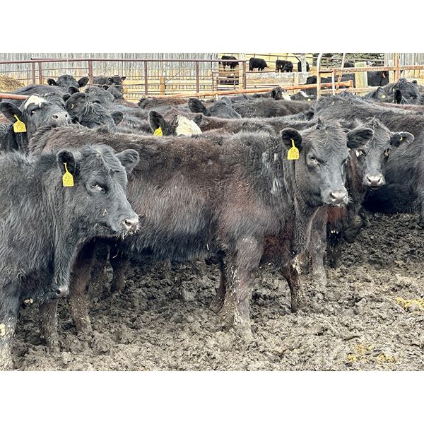 East Hilltop Holdings - 840# Replacement Heifers - 40 Head (Carstairs, AB)