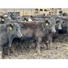 Image 1 : East Hilltop Holdings - 840# Replacement Heifers - 40 Head (Carstairs, AB)