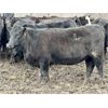 Image 2 : East Hilltop Holdings - 840# Replacement Heifers - 40 Head (Carstairs, AB)