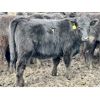 Image 7 : East Hilltop Holdings - 840# Replacement Heifers - 40 Head (Carstairs, AB)