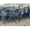 Image 8 : East Hilltop Holdings - 840# Replacement Heifers - 40 Head (Carstairs, AB)
