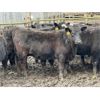 Image 9 : East Hilltop Holdings - 840# Replacement Heifers - 40 Head (Carstairs, AB)