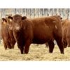 Image 1 : East Hilltop Holdings - 820# Replacement Heifers - 12 Head (Carstairs, AB)