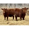 Image 3 : East Hilltop Holdings - 820# Replacement Heifers - 12 Head (Carstairs, AB)