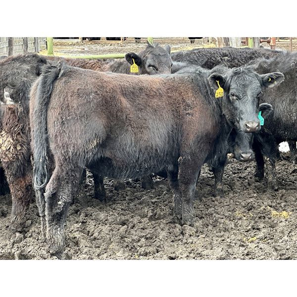 East Hilltop Holdings - 800# Heifers - 75 Head (Carstairs, AB)
