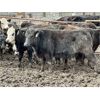 Image 2 : East Hilltop Holdings - 800# Heifers - 75 Head (Carstairs, AB)