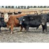 Image 3 : East Hilltop Holdings - 800# Heifers - 75 Head (Carstairs, AB)