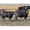 Image 4 : East Hilltop Holdings - 800# Heifers - 75 Head (Carstairs, AB)