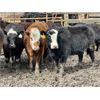 Image 5 : East Hilltop Holdings - 800# Heifers - 75 Head (Carstairs, AB)