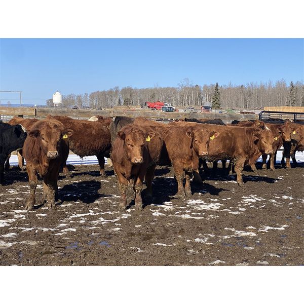 Hopper Farms/Jace Poffenroth - 750# Steers - 50 Head (Eckville, AB)
