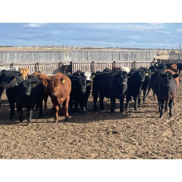Hines Ranching Co. Ltd. - 725# Steers - 170 Head (Marwayne, AB)