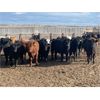 Image 1 : Hines Ranching Co. Ltd. - 725# Steers - 170 Head (Marwayne, AB)