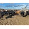 Image 3 : Hines Ranching Co. Ltd. - 725# Steers - 170 Head (Marwayne, AB)
