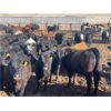 Image 7 : Hines Ranching Co. Ltd. - 725# Steers - 170 Head (Marwayne, AB)