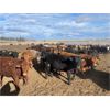 Image 8 : Hines Ranching Co. Ltd. - 725# Steers - 170 Head (Marwayne, AB)