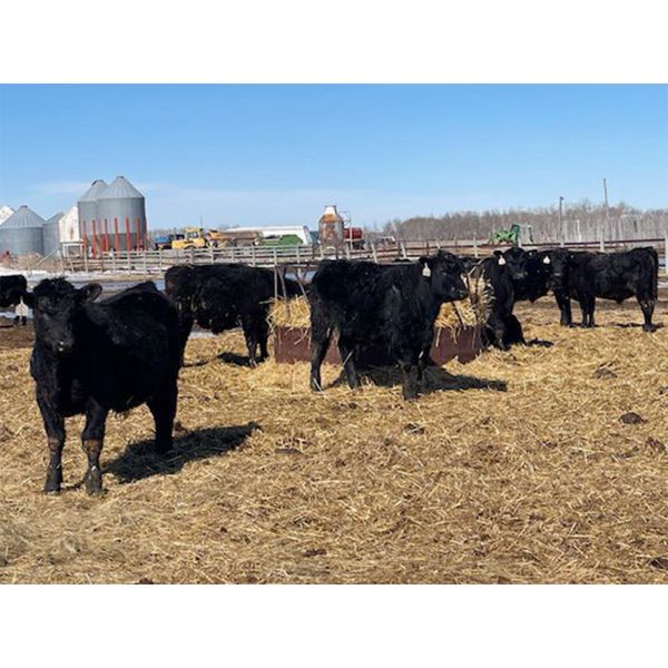 Chris, Debbie & Dwayne Wimmer - 800# Steers - 55 Head (Lundar, MB)